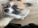 Chien de type Pomsky &agrave; vendre