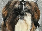 Ruby, mâle Shih Tzu tricolore recherche femelle pour saillie
