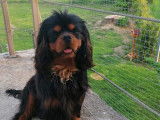 Mâle Cavalier King Charles noir et feu disponible pour saillie