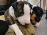 Chiots Bull Terrier Miniature à vendre