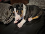 Chiots Bull Terrier Miniature à vendre