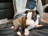 Chiots Bull Terrier Miniature à vendre