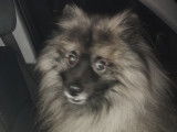 Mâle Keeshond disponible pour saillie