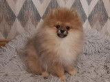 Chiot Loulou de Poméranie LOF à vendre