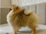 Chiot Loulou de Poméranie LOF à vendre