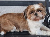 Jeune male Shih Tzu pour saillie