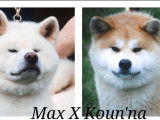 À réserver : chiots Akita Inu bringés LOF