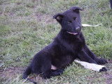 5 chiots Bergers Belges Malinois LOF noirs disponibles