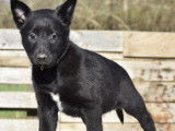 5 chiots Bergers Belges Malinois LOF noirs disponibles