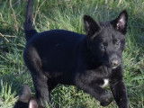 5 chiots Bergers Belges Malinois LOF noirs disponibles