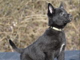 5 chiots Bergers Belges Malinois LOF noirs disponibles