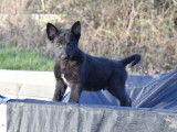 5 chiots Bergers Belges Malinois LOF noirs disponibles