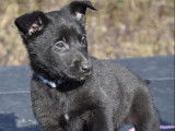 5 chiots Bergers Belges Malinois LOF noirs disponibles
