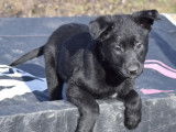 5 chiots Bergers Belges Malinois LOF noirs disponibles