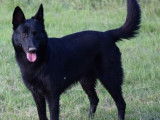 5 chiots Bergers Belges Malinois LOF noirs disponibles