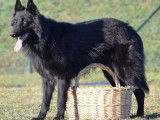 5 chiots Bergers Belges Malinois LOF noirs disponibles