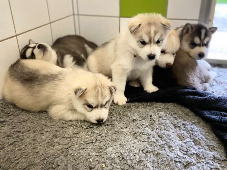 À réserver : 5 chiots Huskies Sibériens LOF