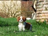Un chiot femelle Cavalier King Charles LOF blenheim à acheter