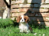 Un chiot femelle Cavalier King Charles LOF blenheim à acheter