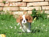Un chiot femelle Cavalier King Charles LOF blenheim à acheter