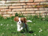 Un chiot femelle Cavalier King Charles LOF blenheim à acheter