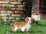Un chiot femelle Cavalier King Charles LOF blenheim à acheter