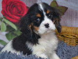 2 chiots Cavaliers King Charles LOF à vendre