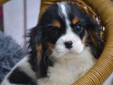 2 chiots Cavaliers King Charles LOF à vendre