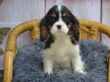 2 chiots Cavaliers King Charles LOF à vendre