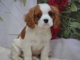 2 chiots Cavaliers King Charles LOF à vendre