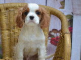 2 chiots Cavaliers King Charles LOF à vendre