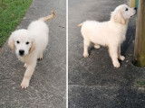 À vendre : 2 chiots Golden Retrievers LOF mâles