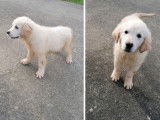 À vendre : 2 chiots Golden Retrievers LOF mâles