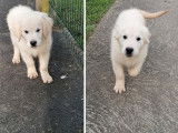 À vendre : 2 chiots Golden Retrievers LOF mâles