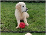 À vendre : 2 chiots Golden Retrievers LOF mâles
