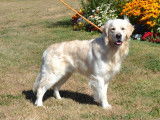 À vendre : 2 chiots Golden Retrievers LOF mâles