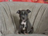 Des chiots Staffordshire Bull Terriers LOF &agrave; acheter