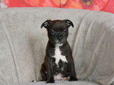 Des chiots Staffordshire Bull Terriers LOF &agrave; acheter
