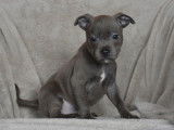 Des chiots Staffordshire Bull Terriers LOF &agrave; acheter