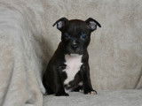 Des chiots Staffordshire Bull Terriers LOF &agrave; acheter