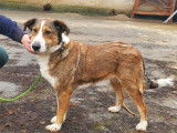 Disponible à l'adoption : chienne de 5 ans