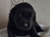 Magnifiques chiots Labrador à vendre