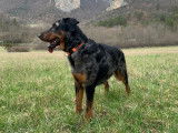 Rayko Bleu du Val des Rêves, Arlequin, LOF