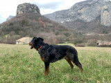 Rayko Bleu du Val des Rêves, Arlequin, LOF