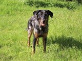 Rayko Bleu du Val des Rêves, Arlequin, LOF