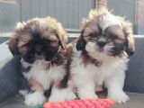 Adorables Shih Tzu à vendre