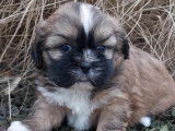 Adorables Shih Tzu à vendre