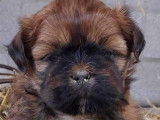 Adorables Shih Tzu à vendre