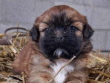 Adorables Shih Tzu à vendre