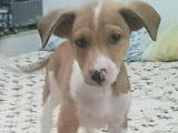 À adopter, chiot de deux mois